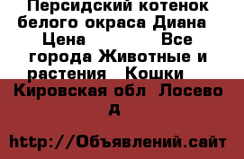 Персидский котенок белого окраса Диана › Цена ­ 40 000 - Все города Животные и растения » Кошки   . Кировская обл.,Лосево д.